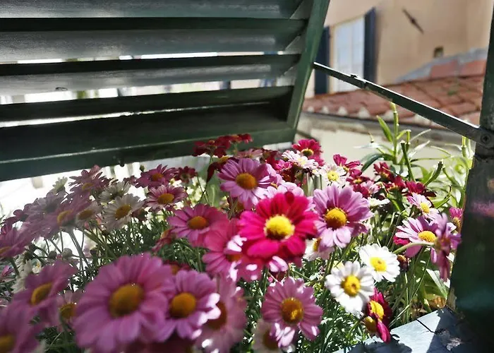 La Butterfly Guest 卢卡